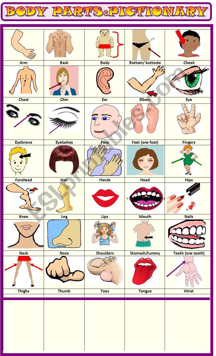 Body parts: pictionary worksheet
