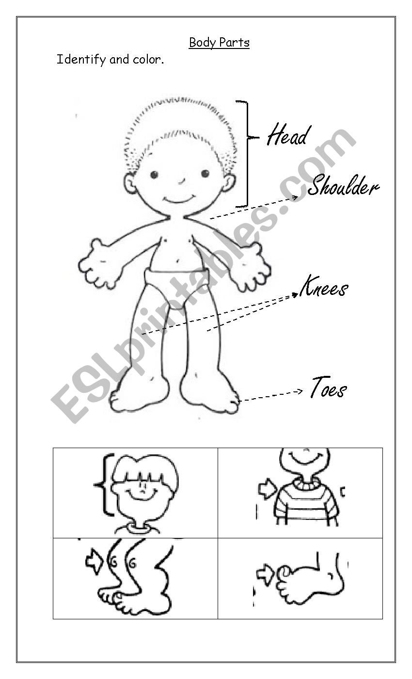 Body parts worksheet