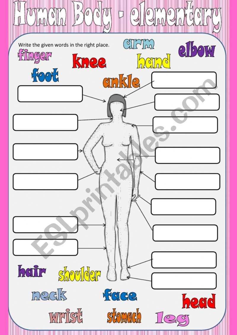 Human body - elementary worksheet