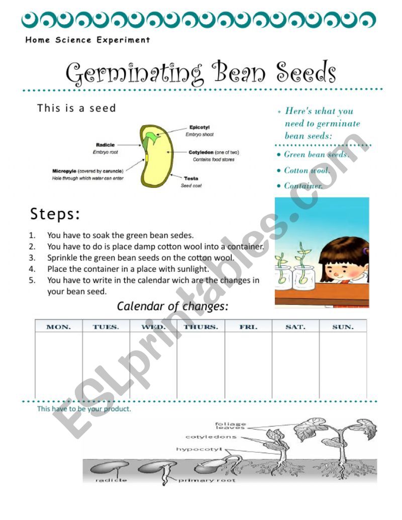 germinating bean seeds  worksheet