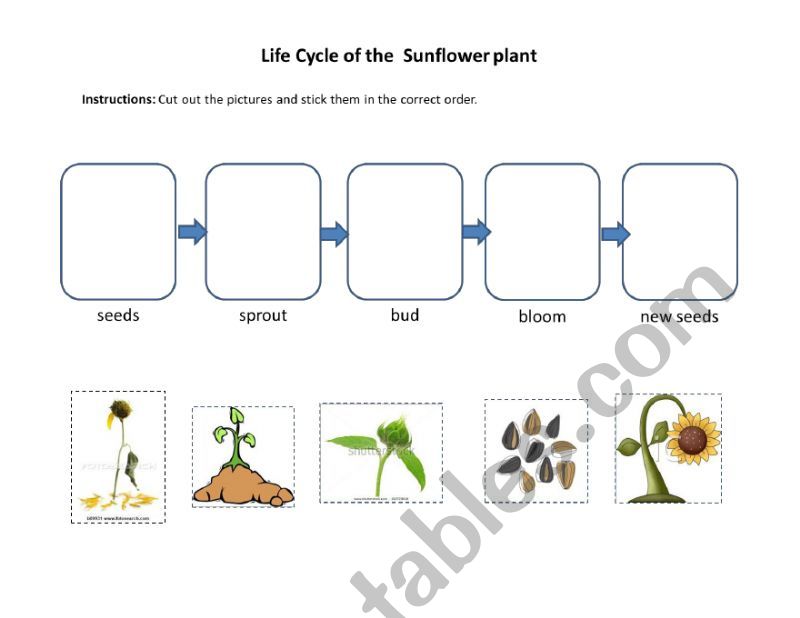 life cycle of the sunflower worksheet