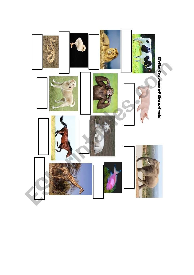 animals worksheet