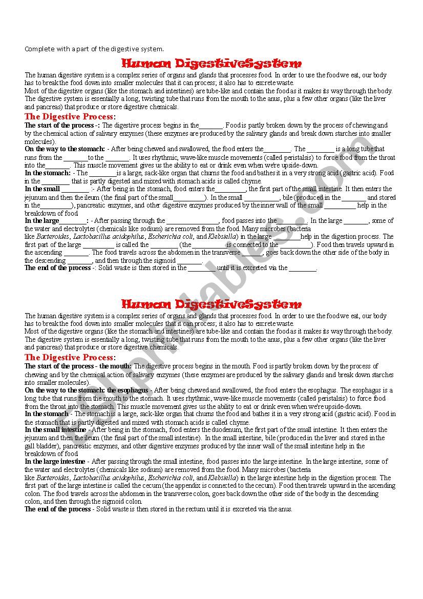 Digestive System worksheet