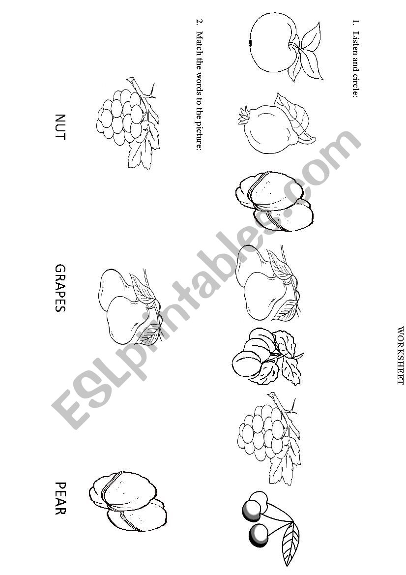 fruit worksheet