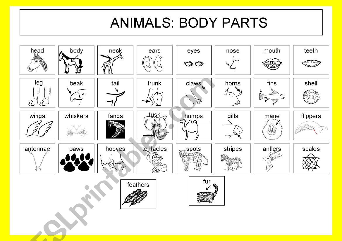 Animals: Body parts worksheet