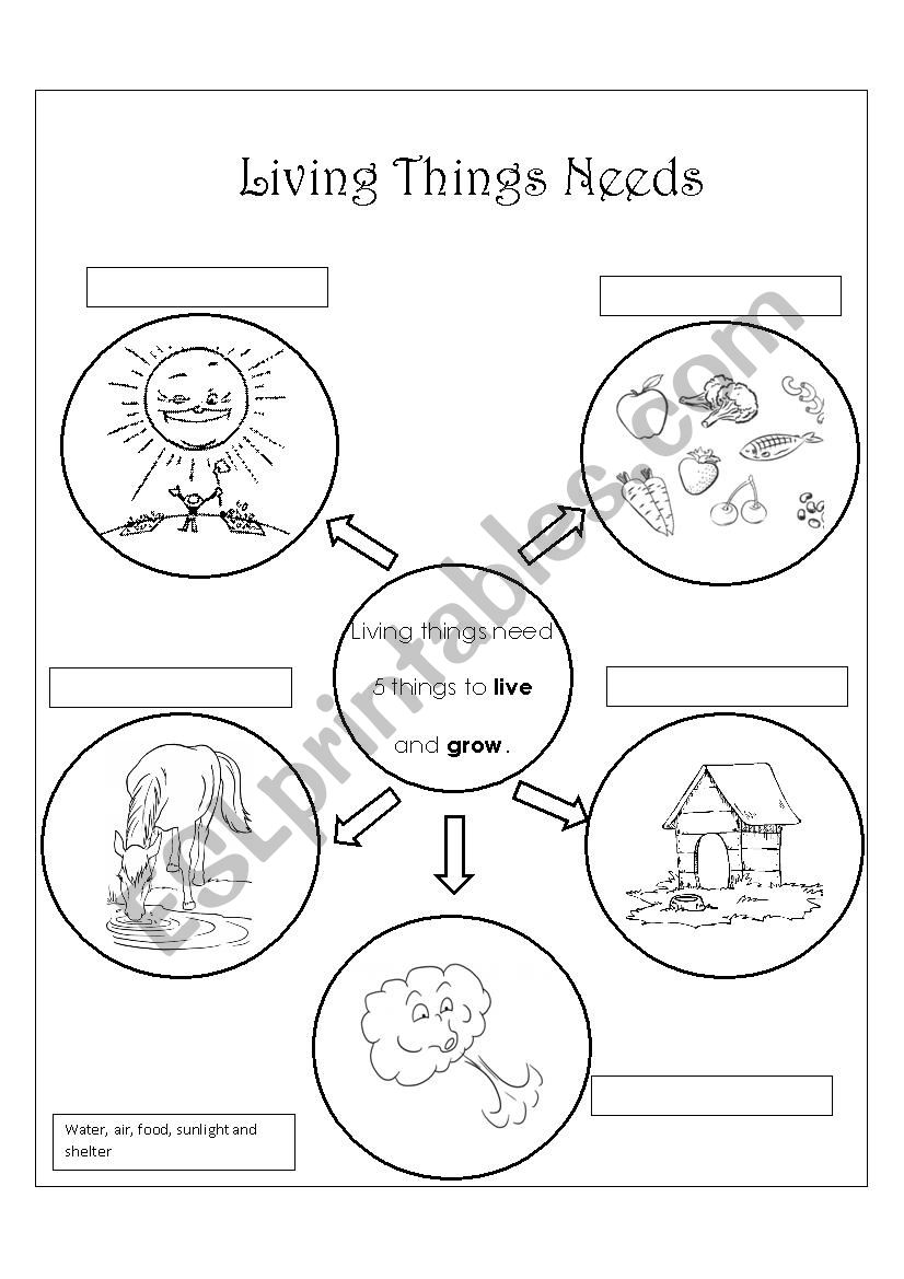 LIVING THINGS NEEDS worksheet