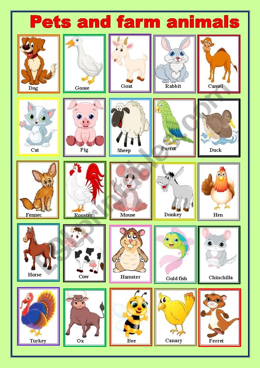 pets and farm animals worksheet