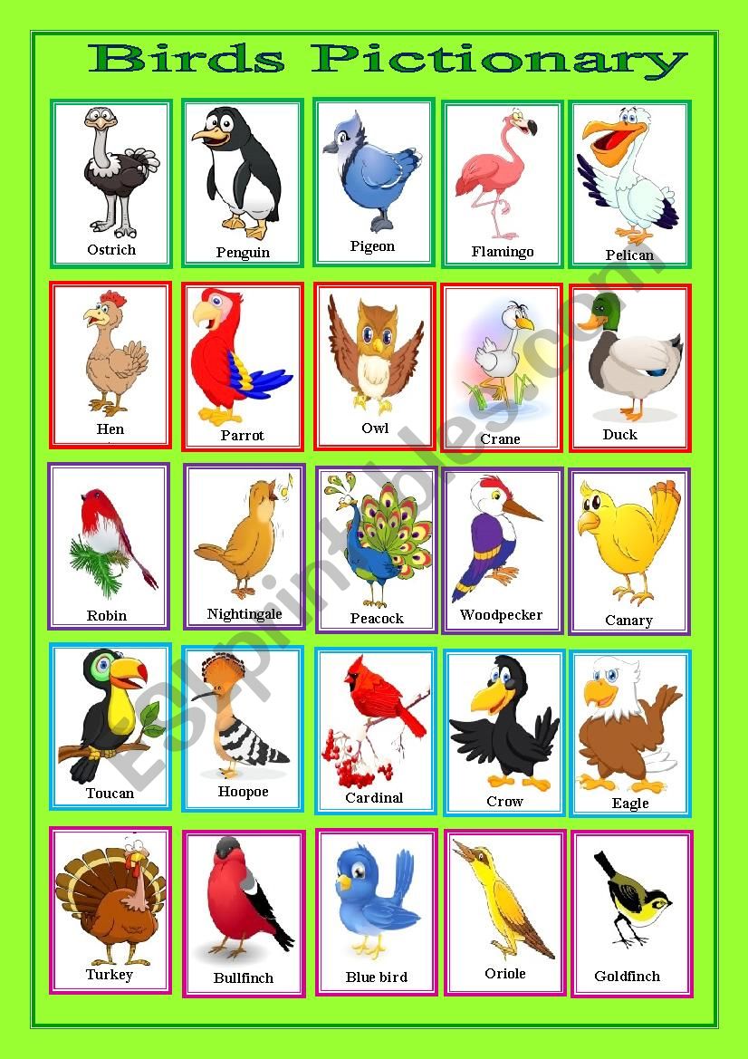 birds worksheet