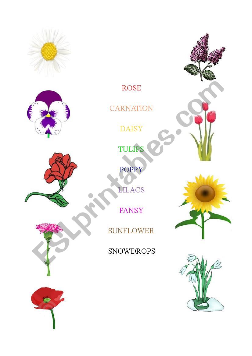 Flowers matching worksheet