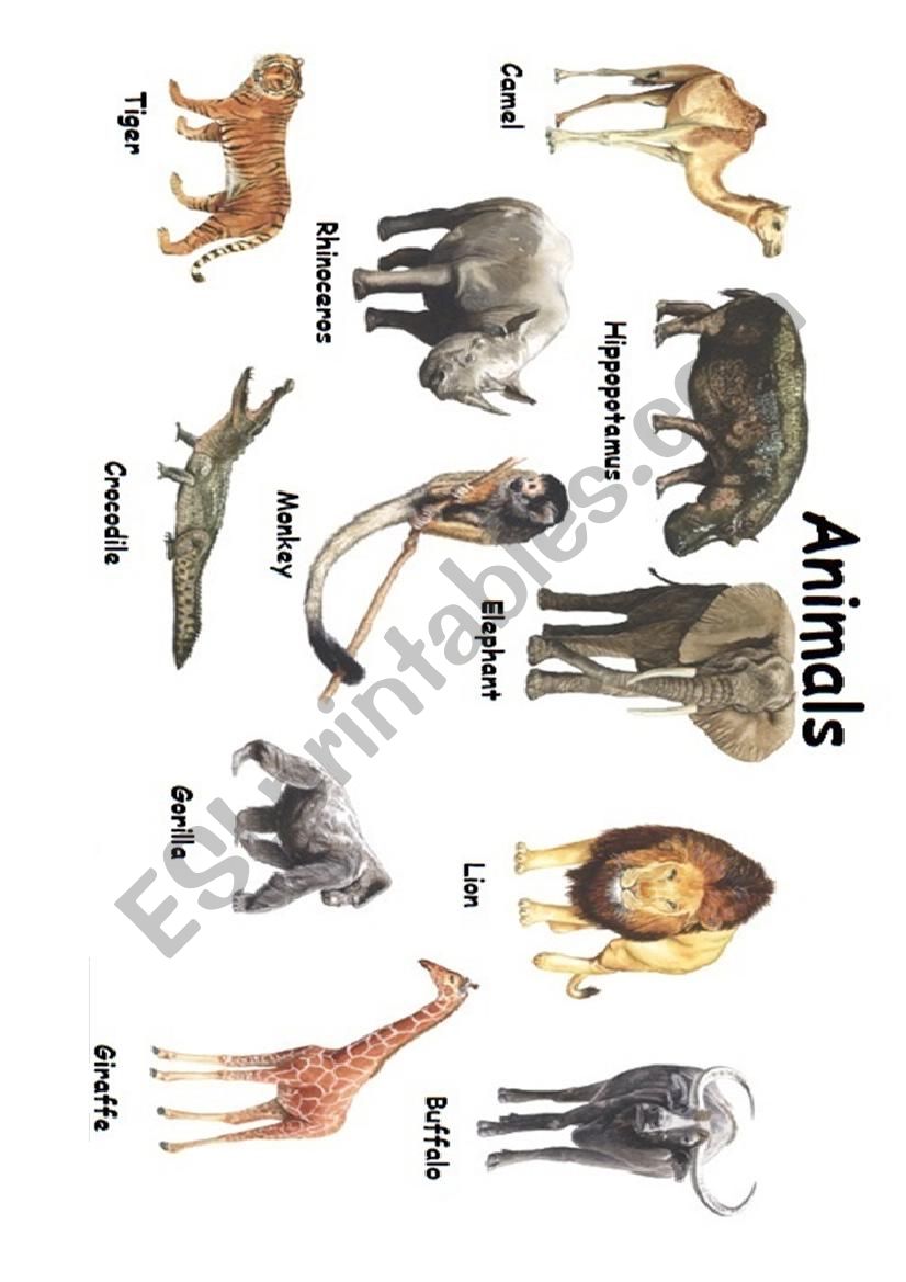 Animals worksheet