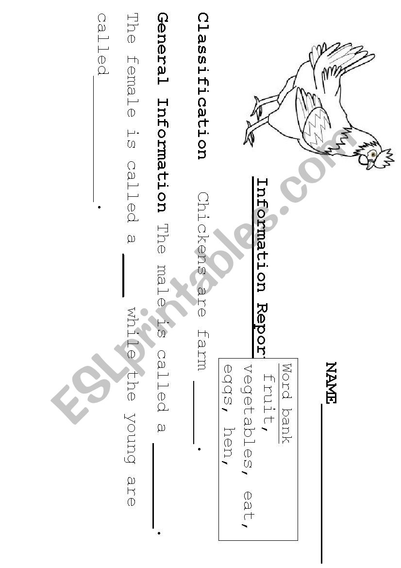 Chicken report cloze activity worksheet