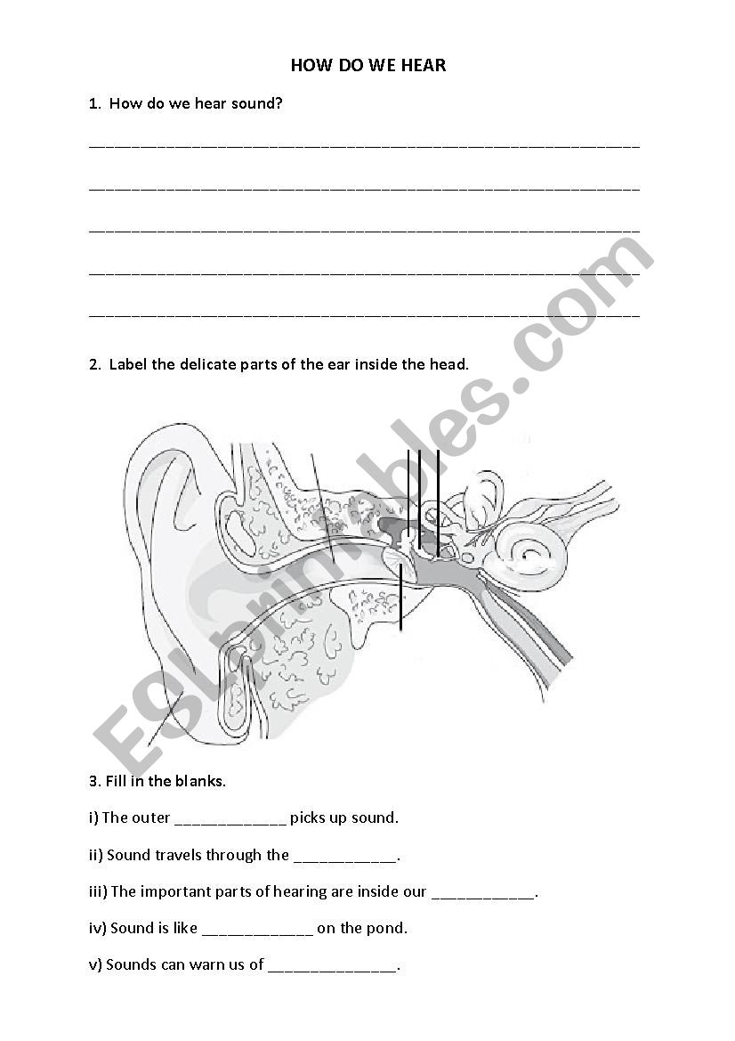 How do we hear worksheet