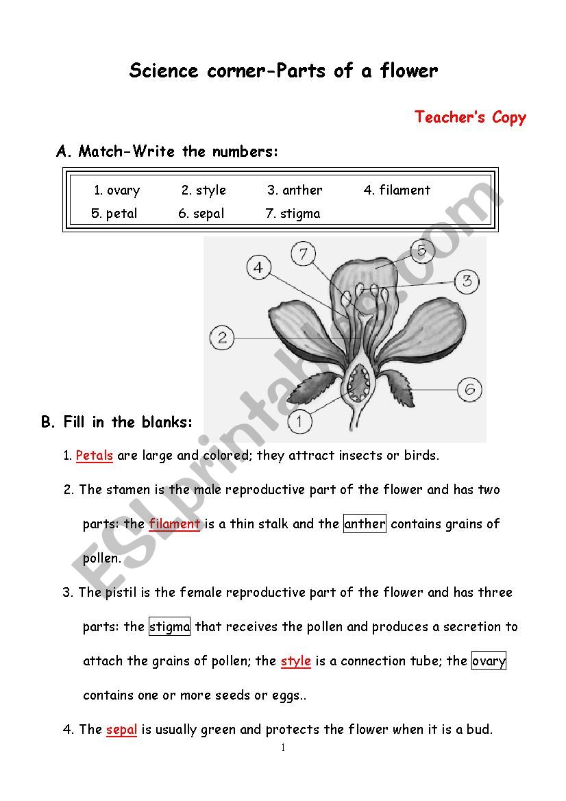Parts of a flower worksheet