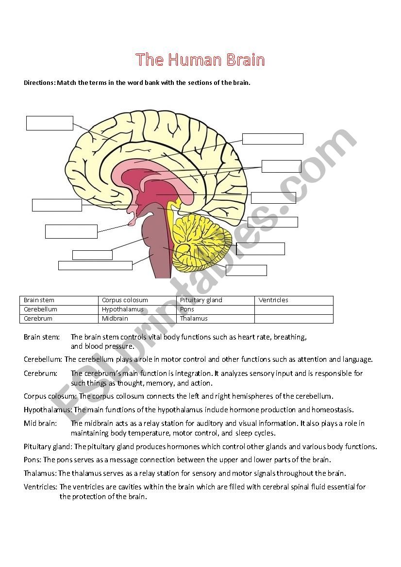 The Human Brain Worksheet worksheet