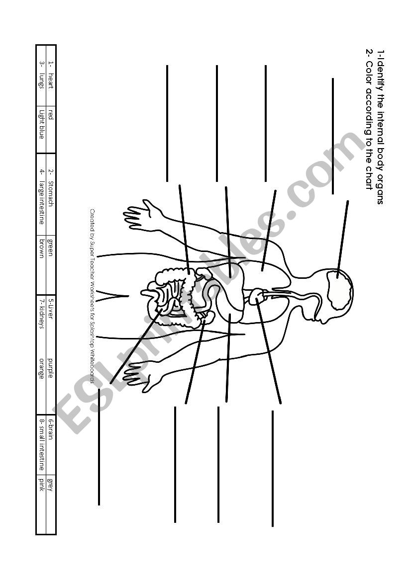 Internal Body Organs worksheet
