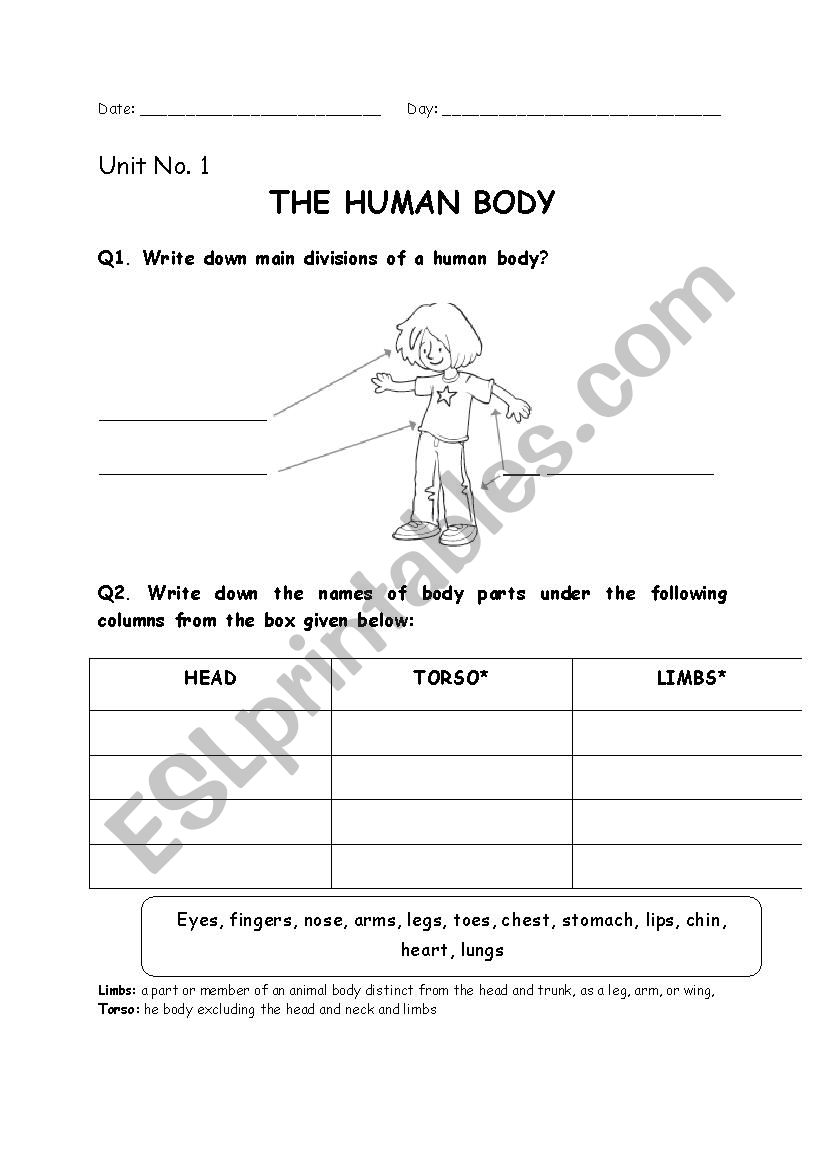The Huaman Body worksheet