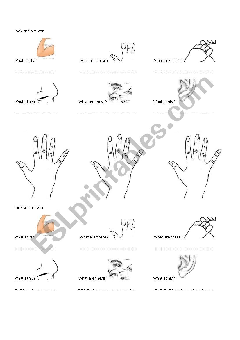 PARTS OF THE BODY worksheet