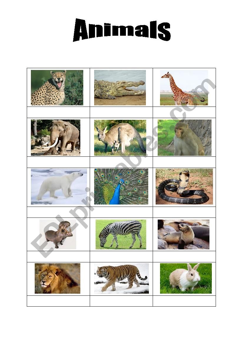 Animals worksheet