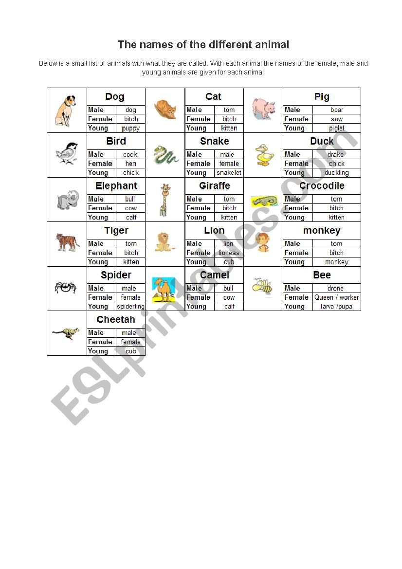 The names of the different animal - ESL worksheet by Nica2209