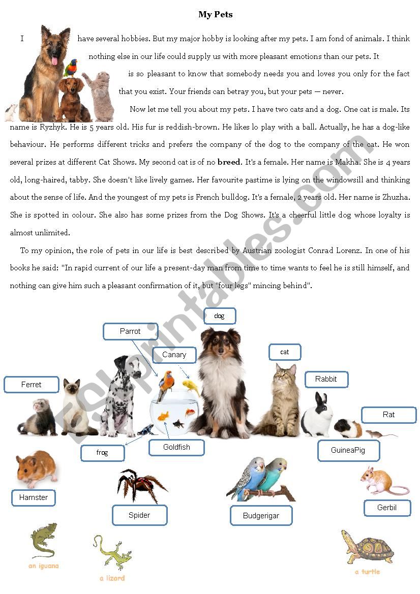 My Pets worksheet