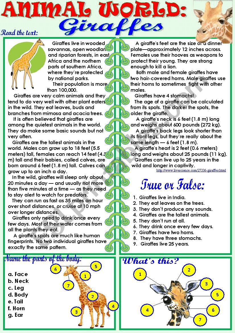 Animal World: Giraffes worksheet