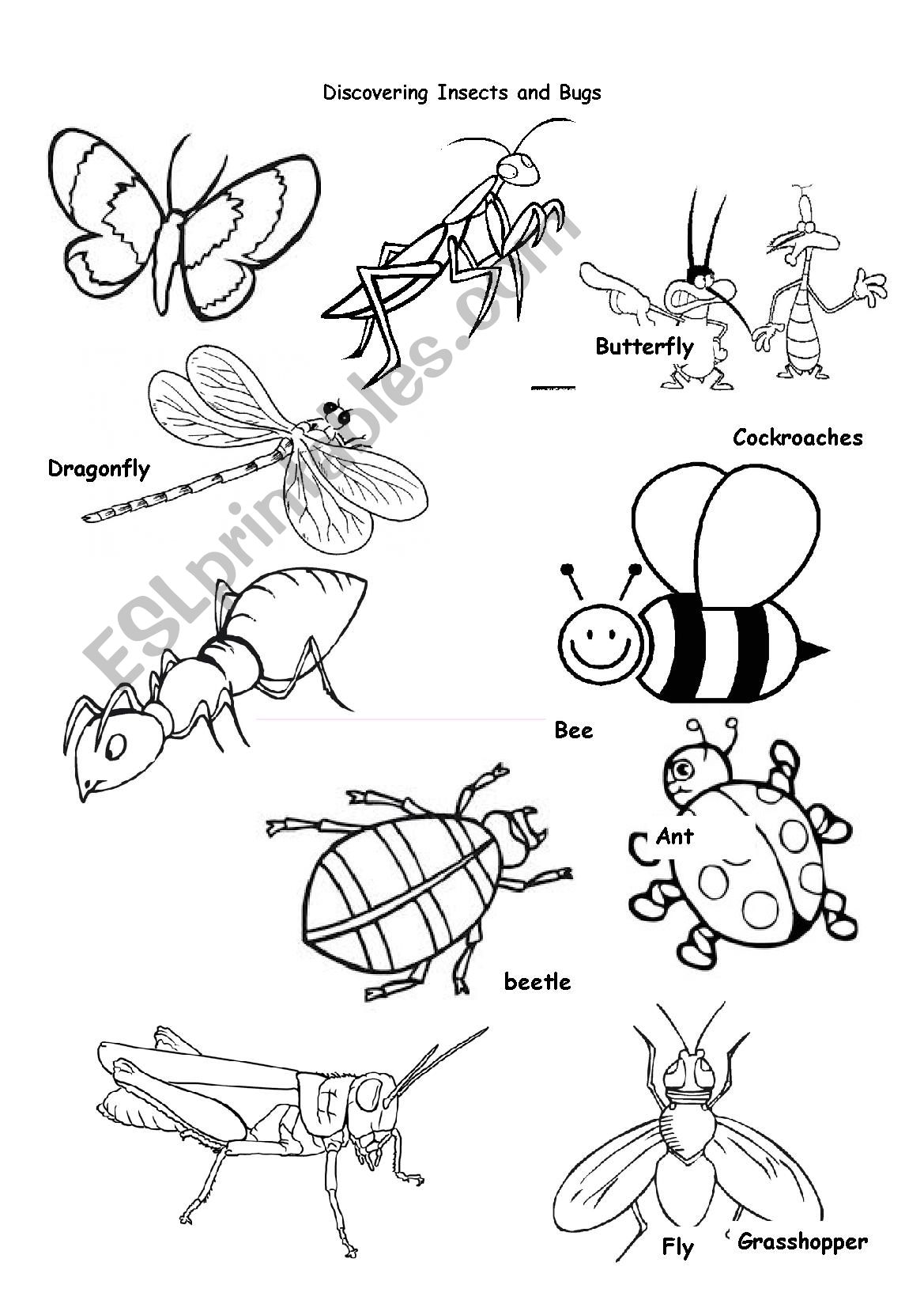 Insects and Bugs worksheet
