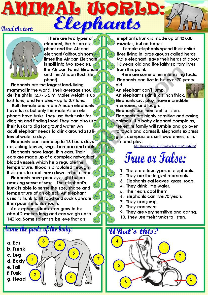 Animal World: Elephants worksheet