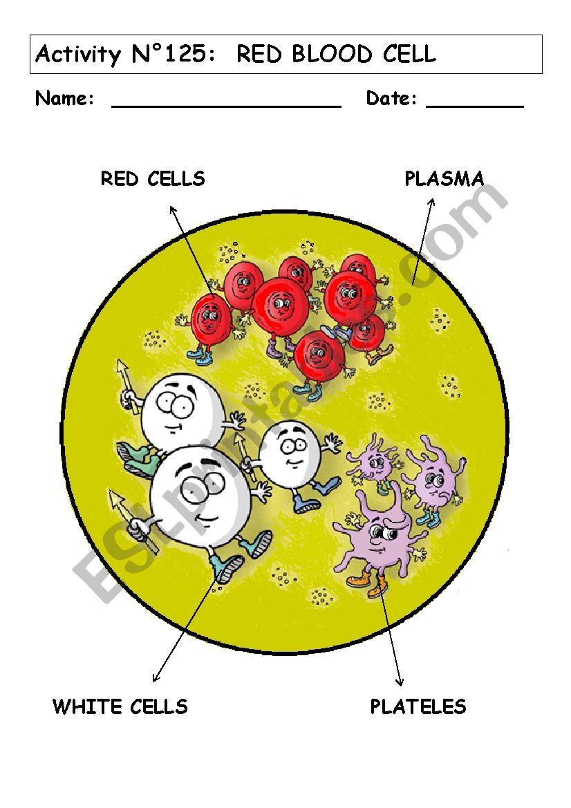 RED BLOOD CELL No 125 worksheet