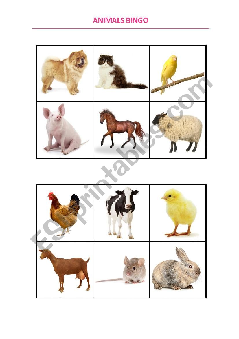 Animals bingo worksheet