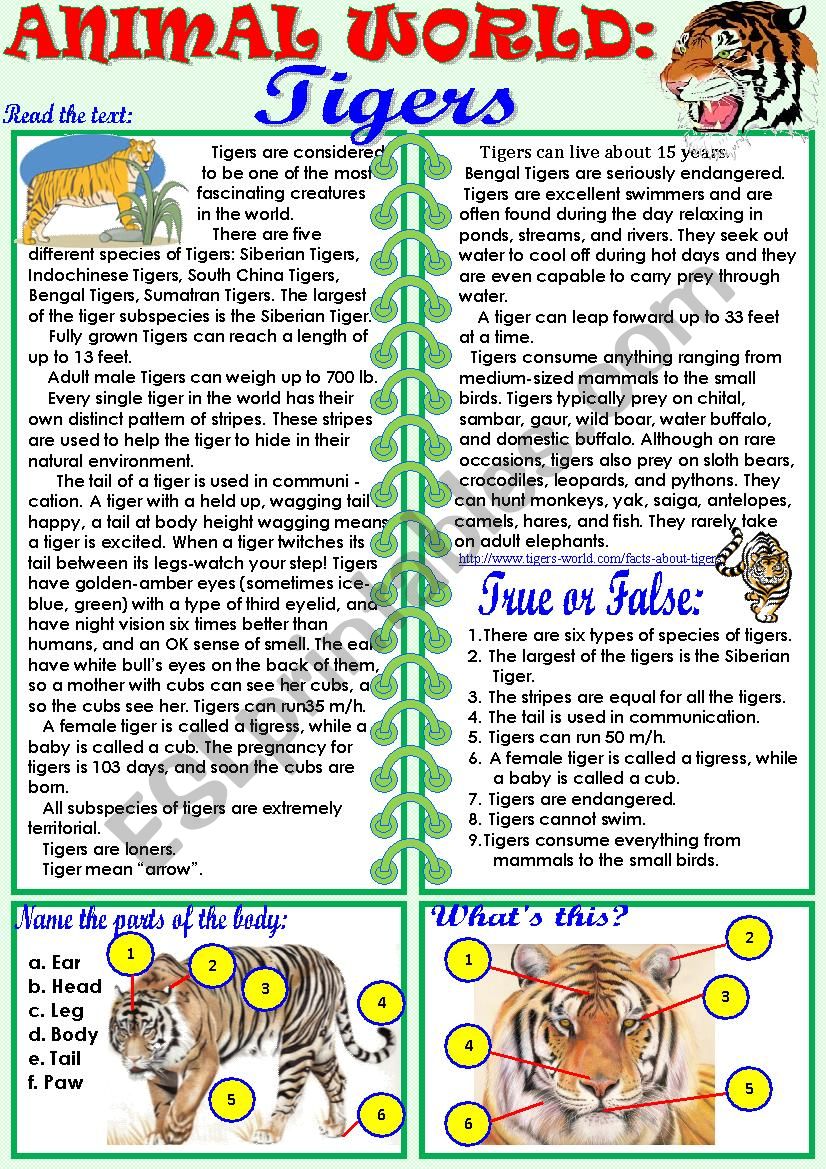 Animal World: Tigers worksheet