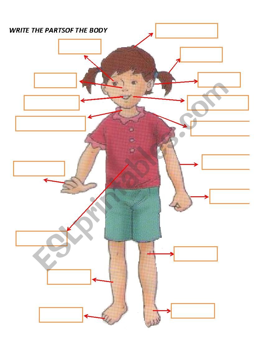 parts of the body worksheet