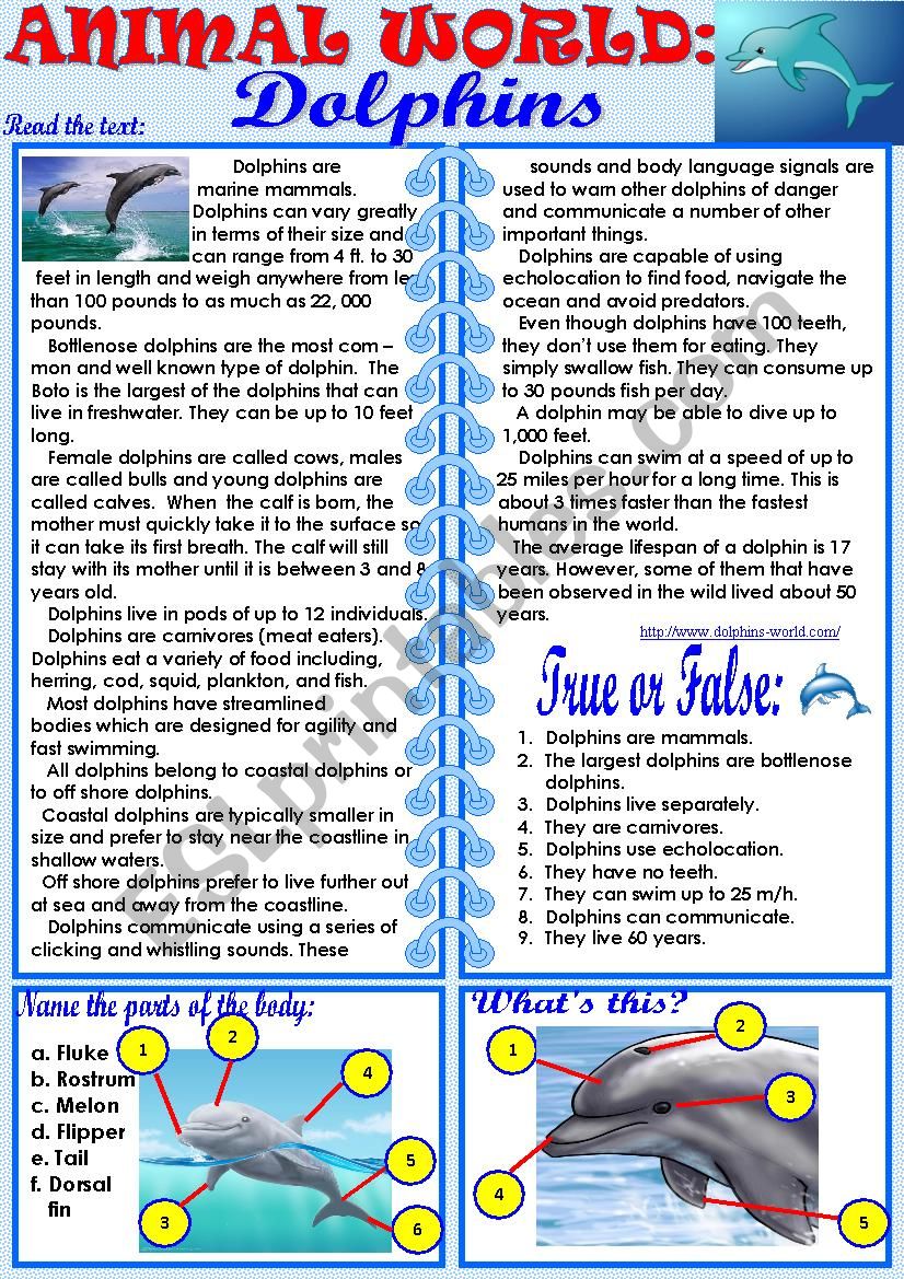 Animal World: Dolphins worksheet