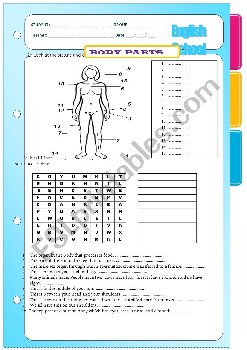 body parts worksheet