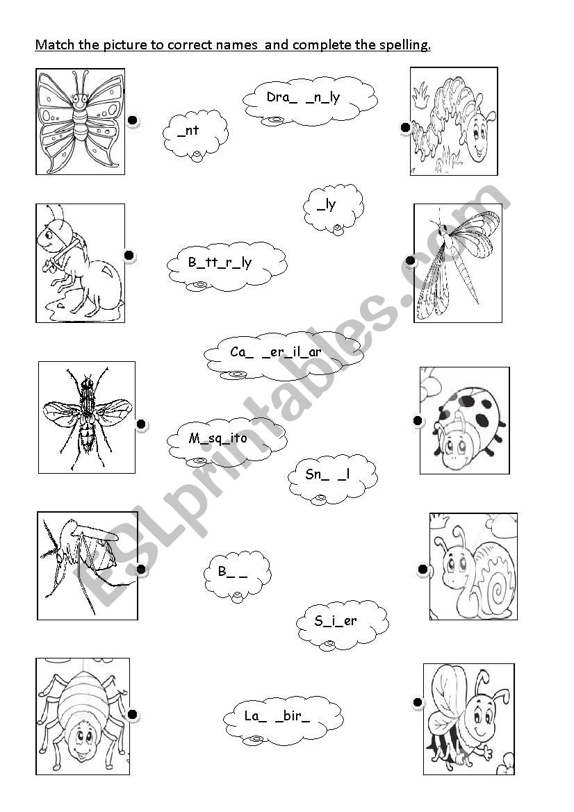 insects worksheet