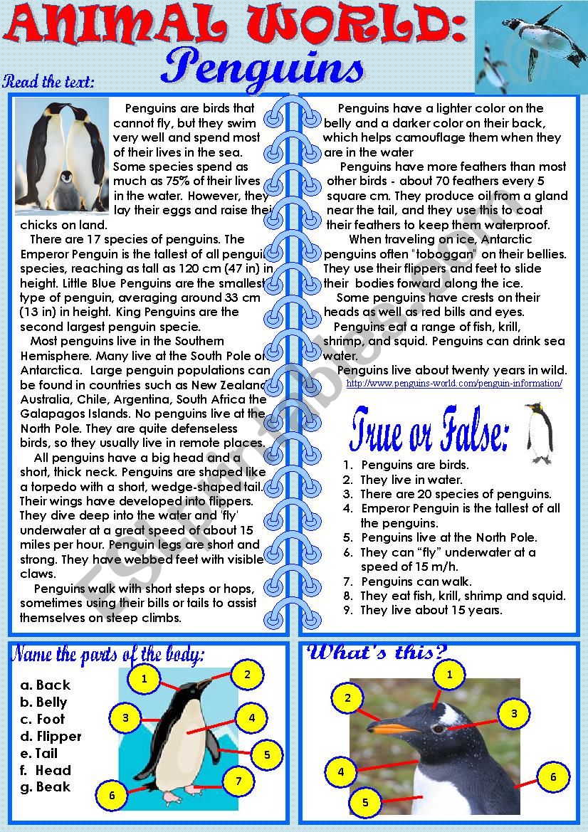 Animal World: Penguins worksheet