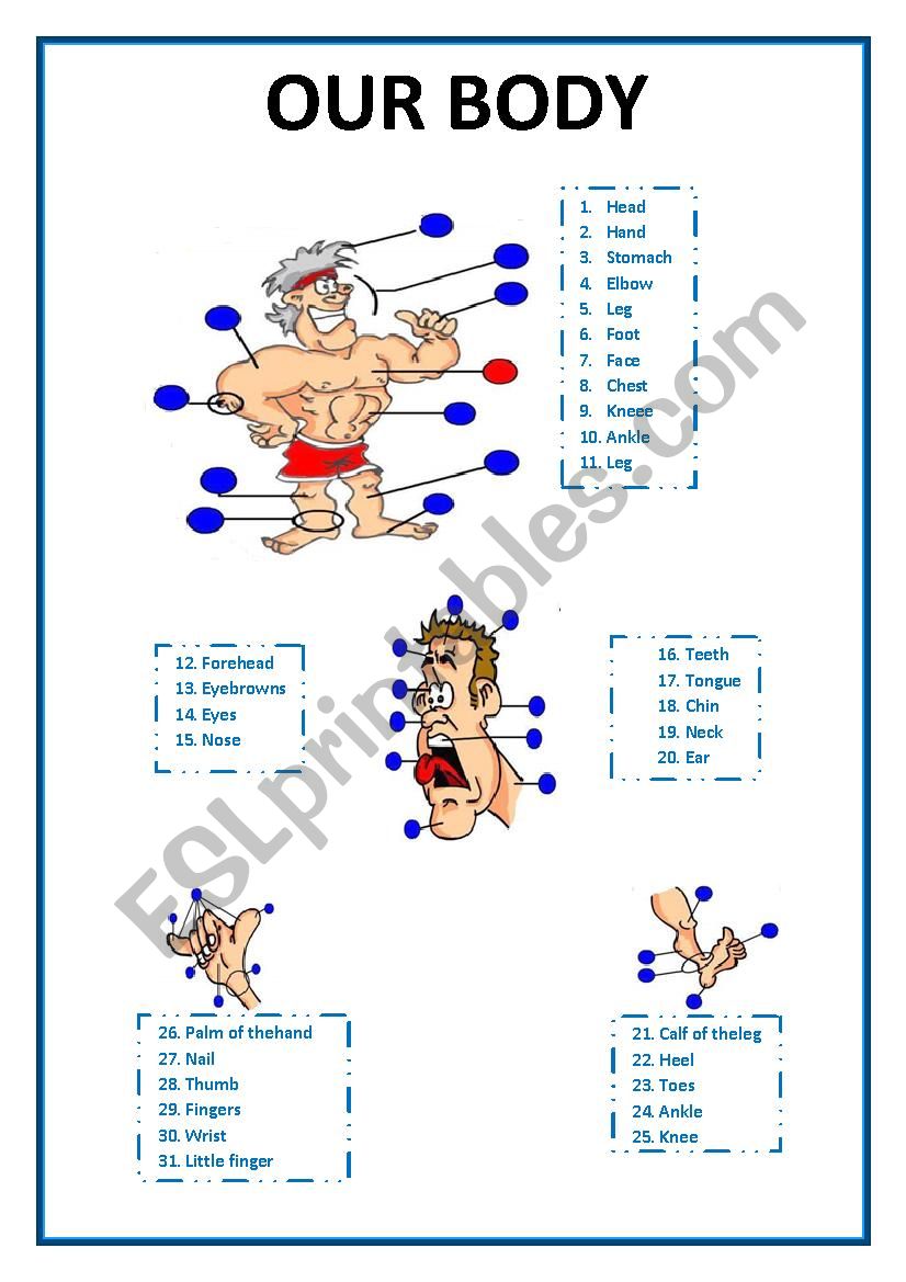 OUR BODY worksheet