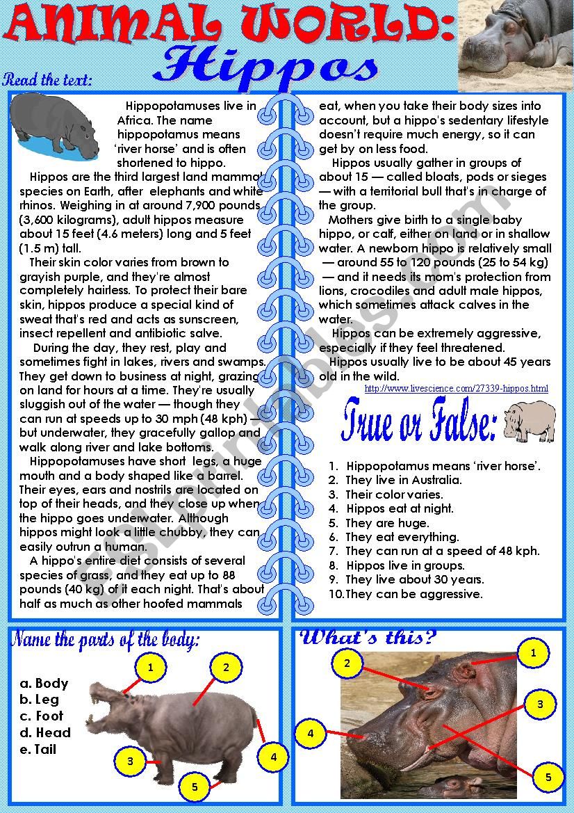 Animal World: Hippos worksheet