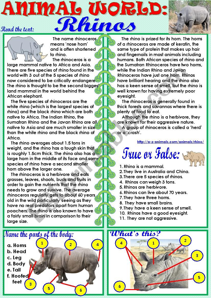 Animal World: Rhinos worksheet