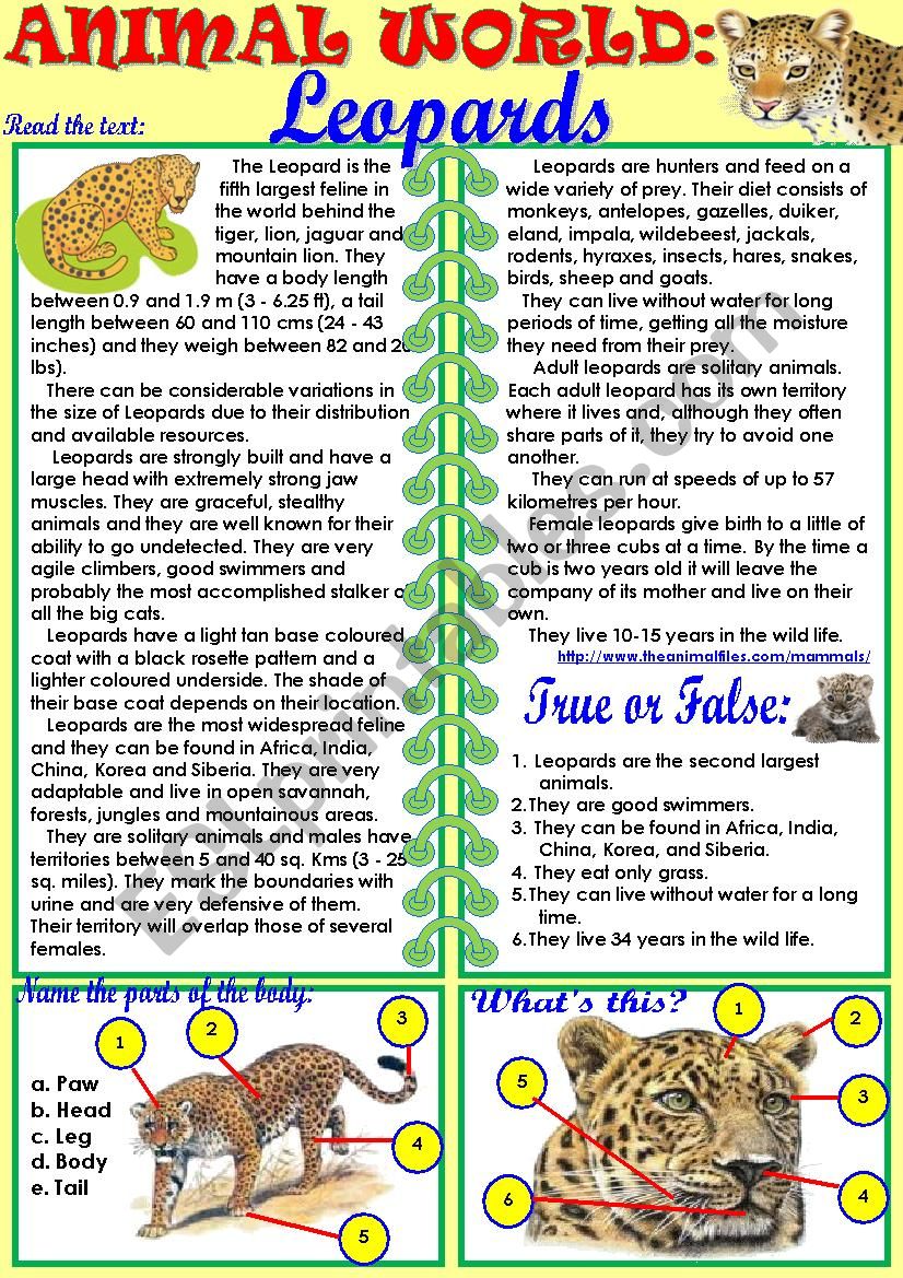 Animal World: Leopards worksheet