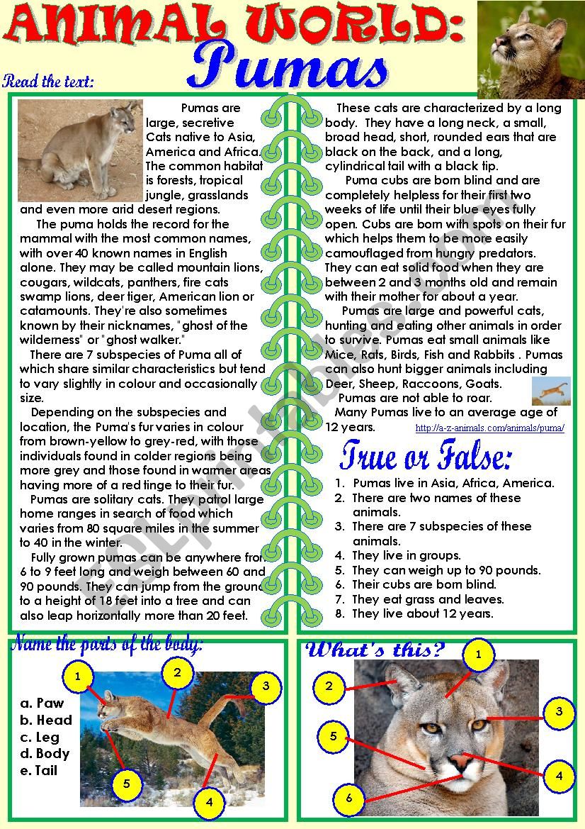 Animal World: Pumas worksheet