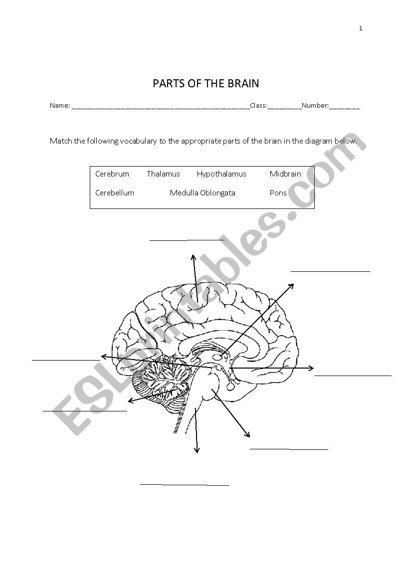 Parts of our brain worksheet