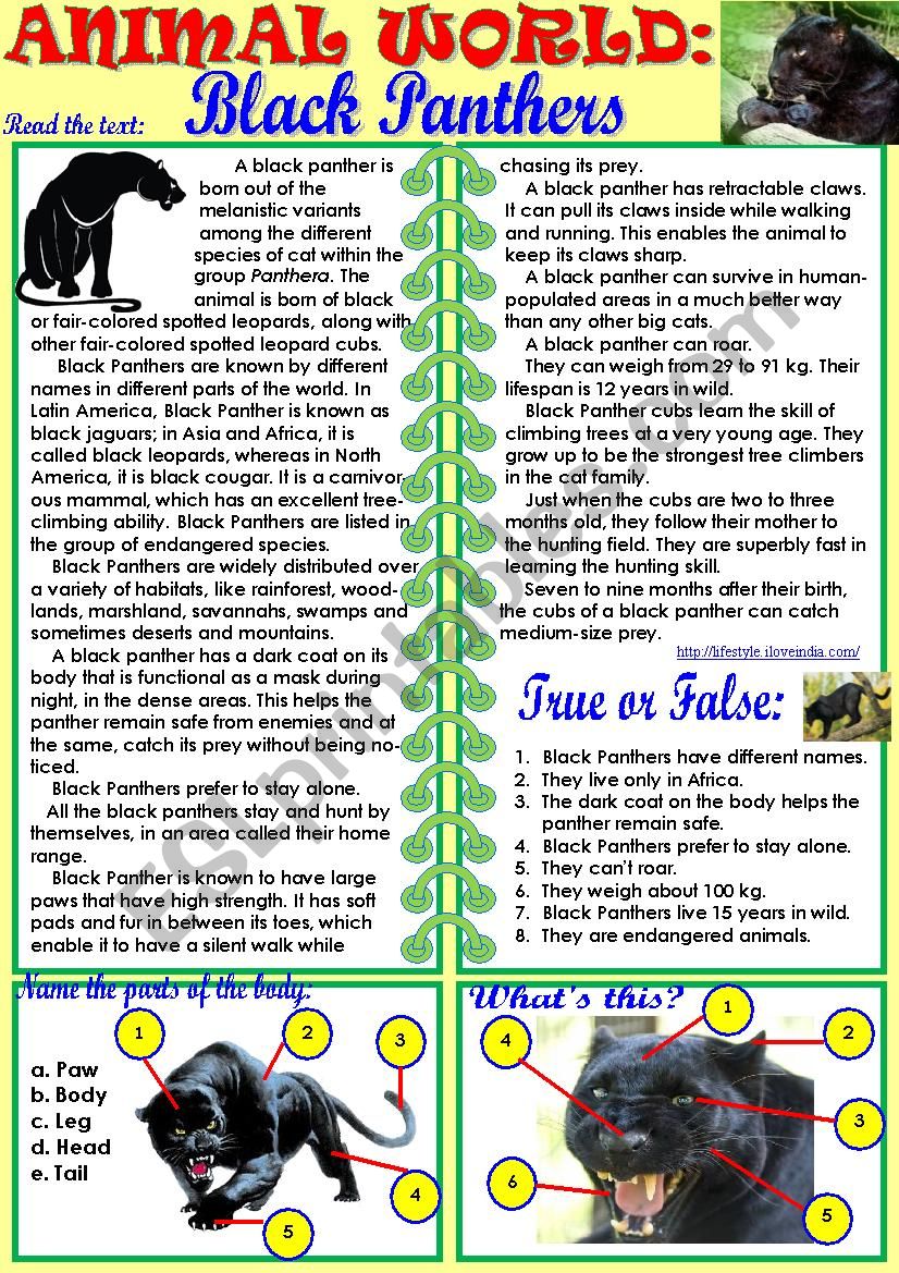 Animal World: Black Panthers worksheet