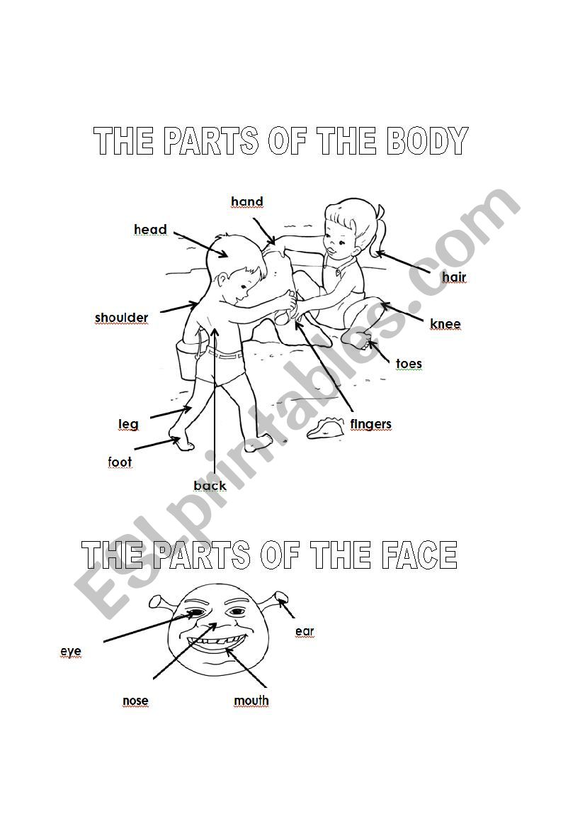 Parts of the body and face worksheet