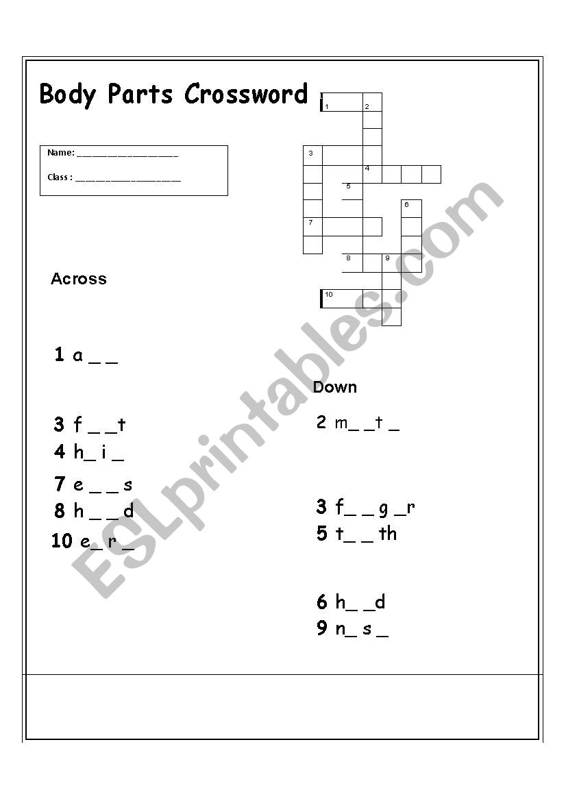 Body crossword worksheet