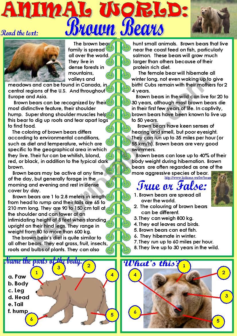 Animal World: Brown Bears worksheet