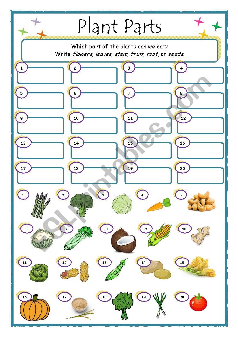 Plant Parts _ What do we eat? worksheet