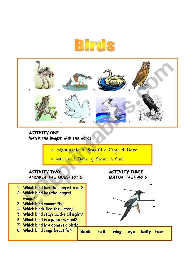 BIRDS worksheet