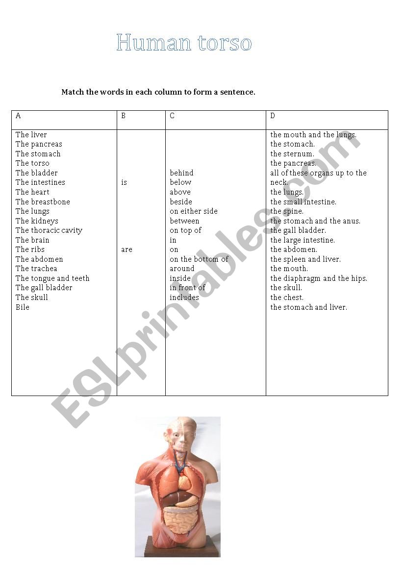 Human Torso  worksheet