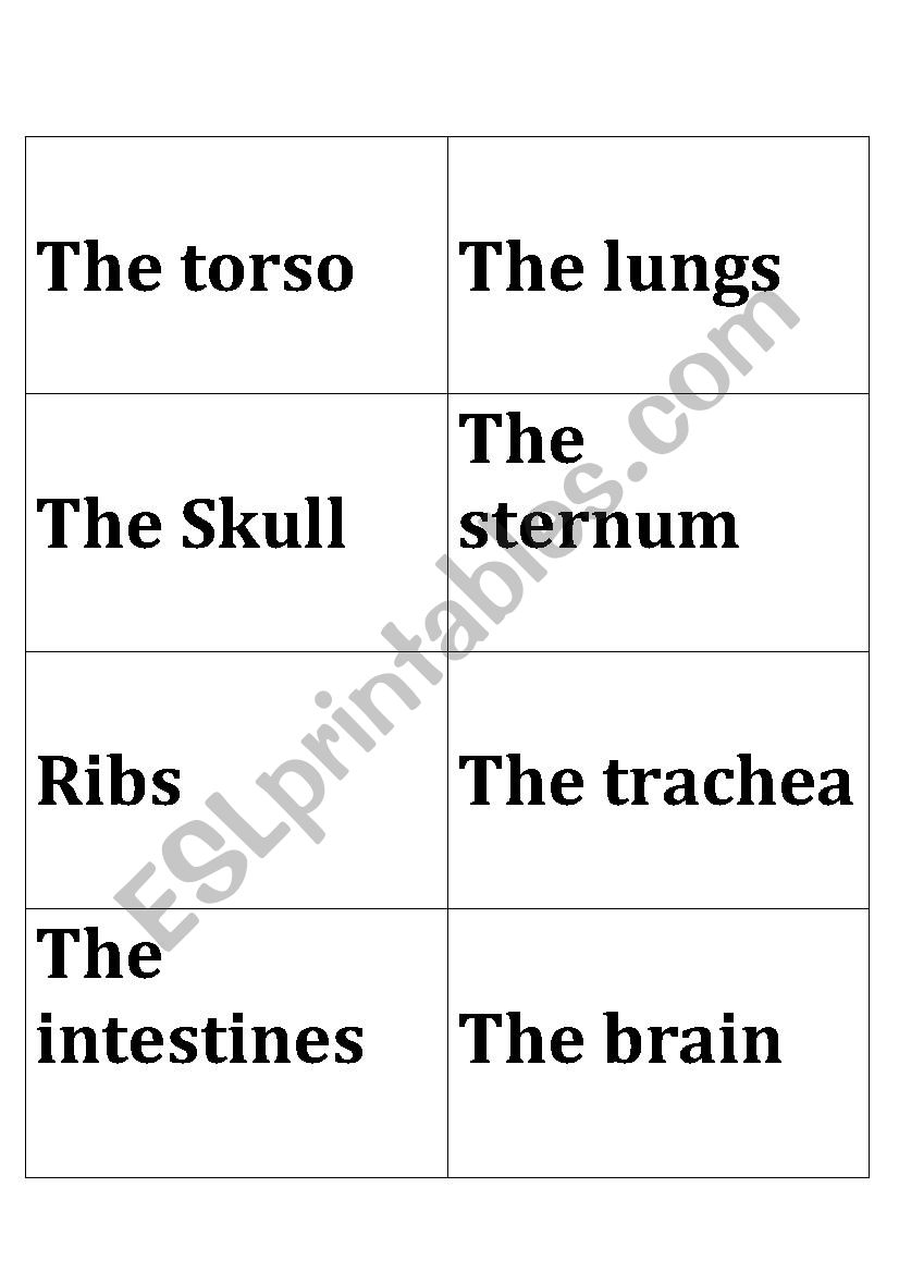 Flashcards+ meanings of Human torso 