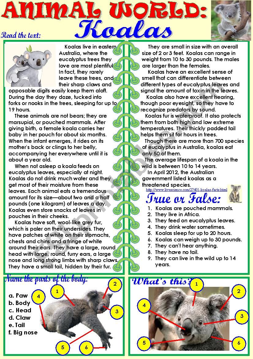 Animal World: Koalas worksheet